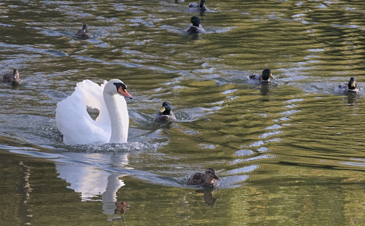 white swan swimming in a lake with ducks swimming around the swan in the same direction