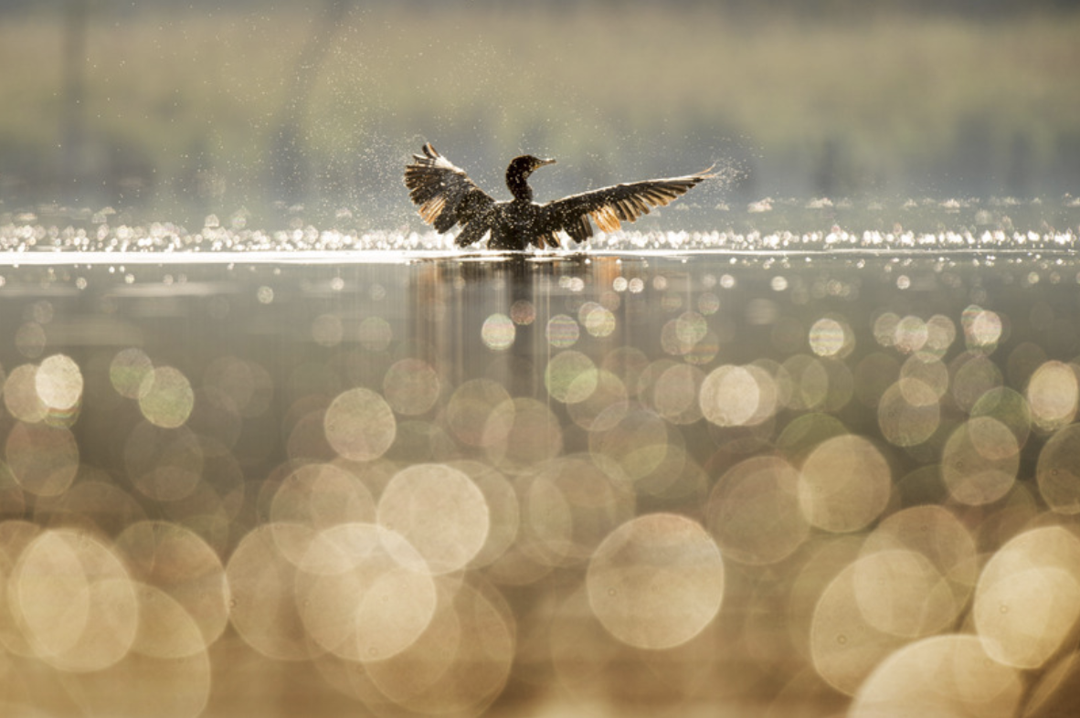 a lake with the sun shinning on it and a duck spreading it's wings to take off  from the surface of the water