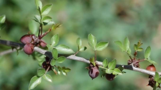 picture of a plant called the balm of Gilead with green leaves and brown balls